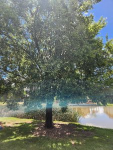 An Ulmus 'Silver Elm' 16" Pot, with its lush green leaves, stands near a reflective pond, its branches gracefully allowing dappled sunlight to filter through on a bright day.