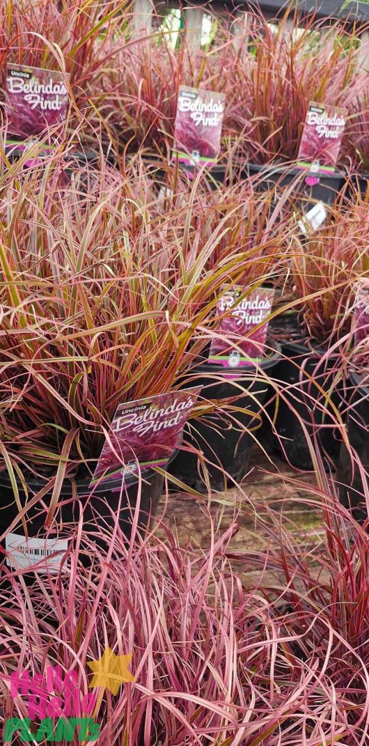 The Uncinia 'Belinda's Find' 6" Pot (Copy) showcases vibrant red and green foliage in a stylish pot.