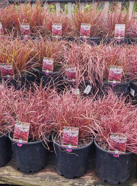 Displayed on a wooden surface are rows of Uncinia 'Belinda's Find' 6" Pot, showcasing vibrant red-tinted ornamental grasses.