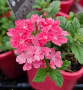 Close-up of vibrant pink verbena flowers with green leaves in a red pot.