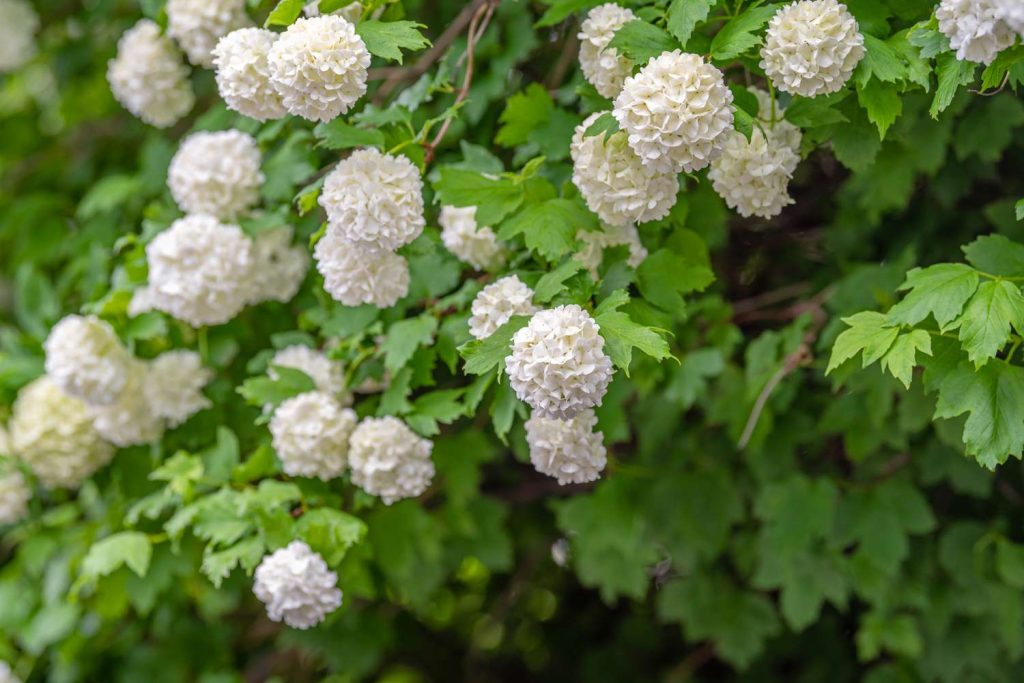 Clusters of white, spherical flowers with green leaves adorn the bush, reminiscent of a charming Hamptons garden.