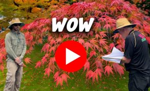 Two people in hats stand near a vibrant red Japanese maple tree, marveling at its beauty. Above them, the word "WOW" appears alongside a play button beneath which reads, "Cost of Gardening Crisis SOLVED.