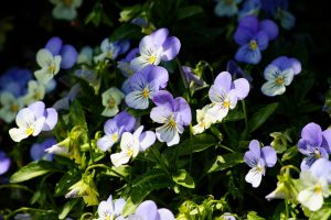 A cluster of Viola 'Bonnie Lassies' Sarah in a 6" pot, with its charming purple and white flowers, stands out against lush green leaves under the warm sunlight.