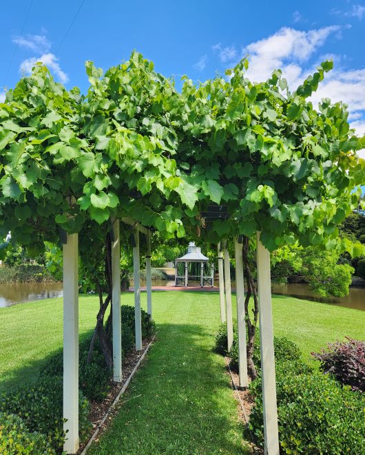 A pergola covered in lush green vines leads to a gazebo in a garden setting.