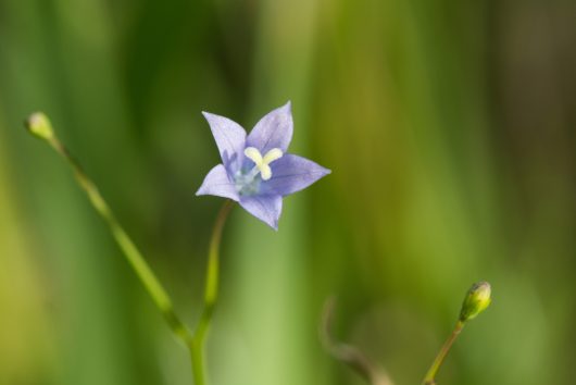 A close-up of a Wahlenbergia 'Sky Mist' flower, highlighting its delicate small purple petals and radiant yellow center, set against a softly blurred green backdrop.