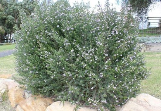 Green bush with small, light purple flowers growing in a garden, surrounded by grass and stones.