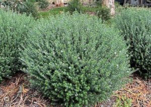 A dense, green shrub with small leaves in a garden setting, surrounded by fallen bark and leaves.