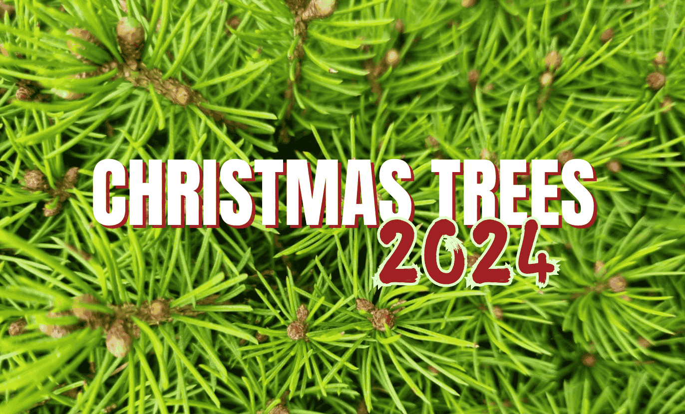 A close-up of vibrant green pine needles with the text "Christmas Trees 2024" elegantly overlaid in bold red and white letters, capturing the festive essence of Christmas trees.