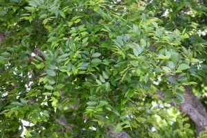 Close-up of vibrant green leaves on a Zelkova 'Musashino' Japanese Elm 45L tree, with sunlight gently filtering through the foliage.