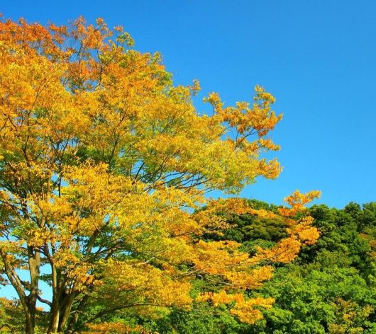 A Zelkova 'Japanese Elm Tree' displays its bright yellow and orange leaves against a clear blue sky, surrounded by lush green foliage in the background.