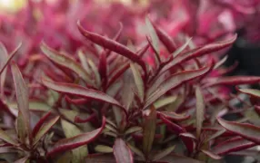 Close-up of Alternanthera 'Red Threads' plants with long, slender leaves and vibrant colors in a garden setting, where purple foliage intertwines like red threads. Perfectly suited for a 6" pot, these striking plants bring an exotic flair to any space.