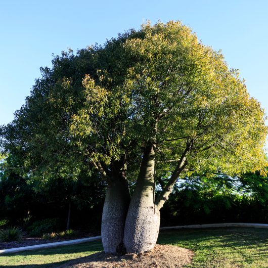 A large boab tree with a thick trunk and green foliage in a garden setting against a clear blue sky.