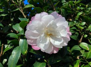 Close-up of a white and pink camellia flower surrounded by green leaves under a clear blue sky.