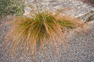 Ornamental grass with long, thin, brownish-green blades grows next to a gravel path and a large rock.