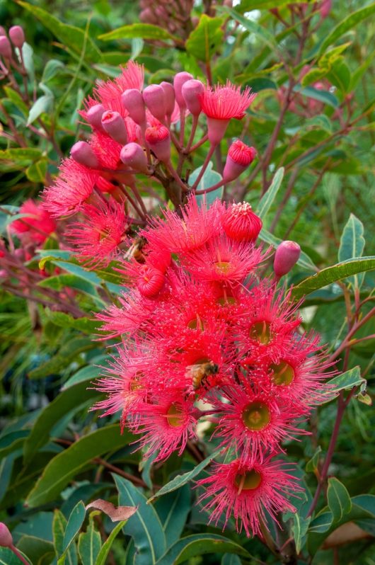 Clusters of vibrant pink eucalyptus flowers with round buds and green leaves.