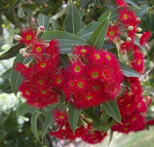 Close-up of vibrant red eucalyptus flowers with green leaves in the background.