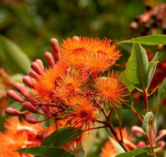 Close-up of vibrant orange eucalyptus flowers with spiky, radiating petals and surrounding green leaves.