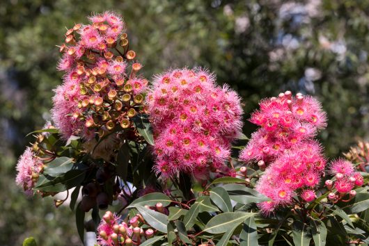 Clusters of pink eucalyptus flowers with bushy petals are surrounded by green leaves against a blurred natural background.