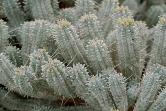 A close-up view of tall, ribbed Euphorbia mammillaris 'Corn Cob Cactus' in a 4" pot, featuring spines and a pale green color with pink accents at the tops. This cactus makes an intriguing addition to any plant collection.