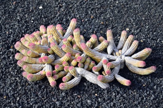 The Euphorbia mammillaris 'Corn Cob Cactus', sporting its signature elongated arms and decorated with pink buds, stands beautifully against a backdrop of coarse black gravel. Housed in a 4" pot, this distinctive plant brings charm to any setting.