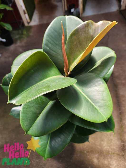 A Ficus 'Sofia' Rubber Fig with large, glossy green leaves in a 10" pot.