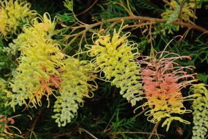 Close-up of grevillea flowers with yellow and pink curly petals, surrounded by green foliage.