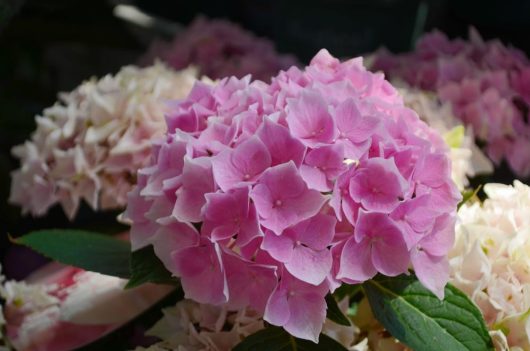 Close-up of a cluster of Hydrangea macrophylla 'Pink or White' nestled in green leaves, all arranged in a 6" pot and surrounded by similar softly focused blooms.