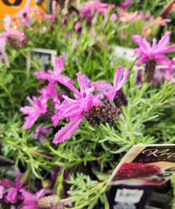 Close-up of pink Lavandula 'Lavinnova® Razzleberry Ruffles' Lavender flowers with slender petals and lush green foliage, beautifully displayed in a serene garden setting.