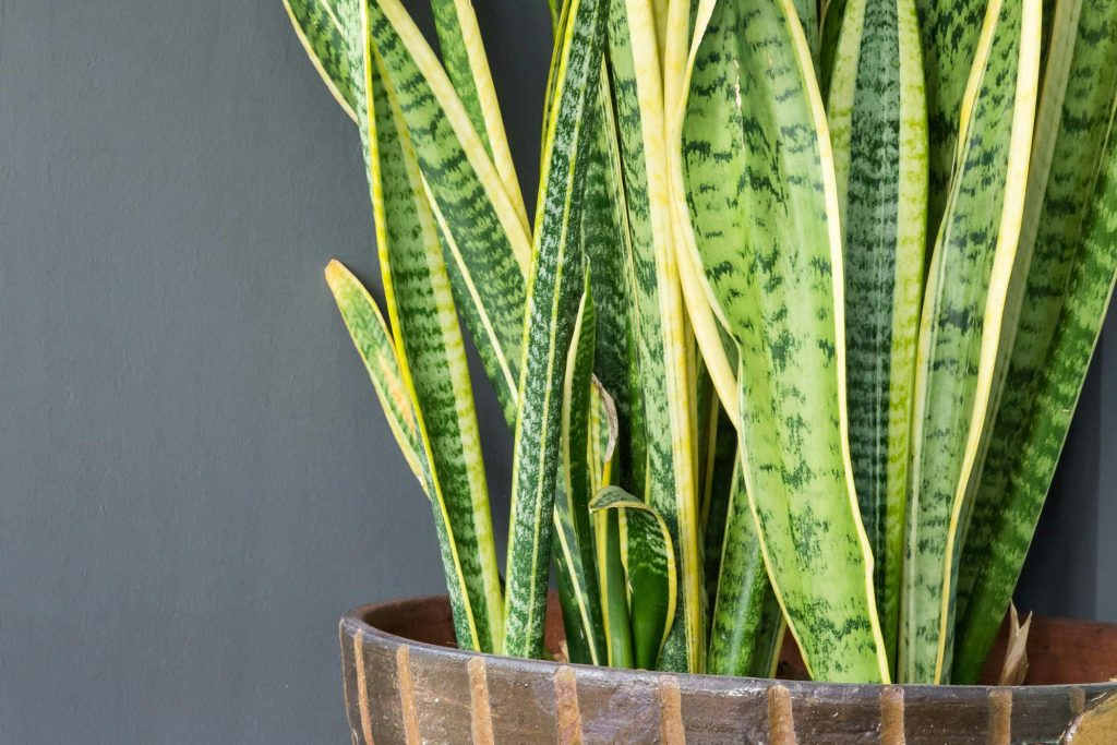 Tall green snake plant with yellow-edged leaves in a round wooden pot, reminiscent of a Hamptons garden, against a dark gray background.