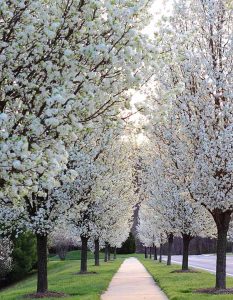 A pathway lined with blooming white-flowered trees on both sides, reminiscent of a serene Hamptons garden, leads into the distance under a clear sky.