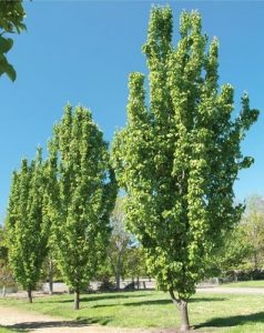 Three tall, green trees with dense foliage stand in a grassy area reminiscent of a Hamptons garden under a clear blue sky.