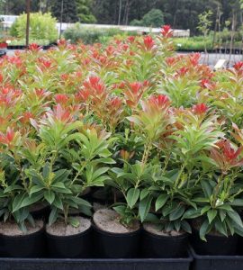 Rows of potted Pieris 'Forestii' Lily of the Valley Shrubs with green leaves and red-tipped buds stand proudly in a garden center.