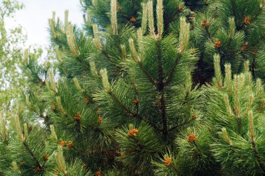 A close-up of the Pinus 'Black Austrian Pine' showcases its lush green branches and needle-like leaves, with pine cones nestled amid the foliage, all thriving beautifully in a 16" pot.