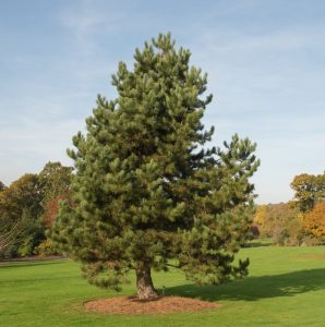 A tall Pinus 'Black Austrian Pine' in a 16" pot stands on a grassy field under a clear blue sky, surrounded by a few distant trees.