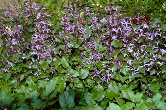 The Plectranthus 'Mona Amethyst' in an 8" pot displays purple flowers with small, delicate petals nestled among its lush, green foliage.