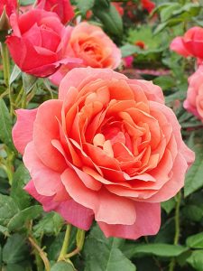 A close-up of a blooming peach-colored Rose 'Bengali' Bush Form, surrounded by lush green leaves, with other roses adding color to the background.