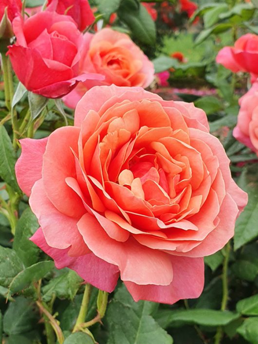 A close-up of a blooming peach-colored Rose 'Bengali' Bush Form, surrounded by lush green leaves, with other roses adding color to the background.