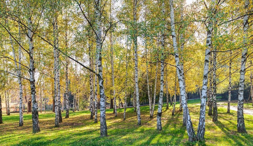 A grove of birch trees with white bark and green-yellow leaves creates a picturesque Hamptons garden in a sunlit forest setting.