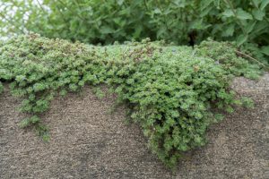 Thymus 'Woolly Thyme' plants from a 6" pot cascade over a concrete surface, featuring dense green foliage and small leaves that create a lush display.