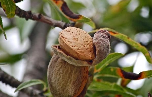 In the midst of the gardening cost crisis, a close-up reveals an almond on a tree, partially split open to reveal the nut inside. The surrounding green leaves with visible brown edges hint at nature's resilience despite challenges.