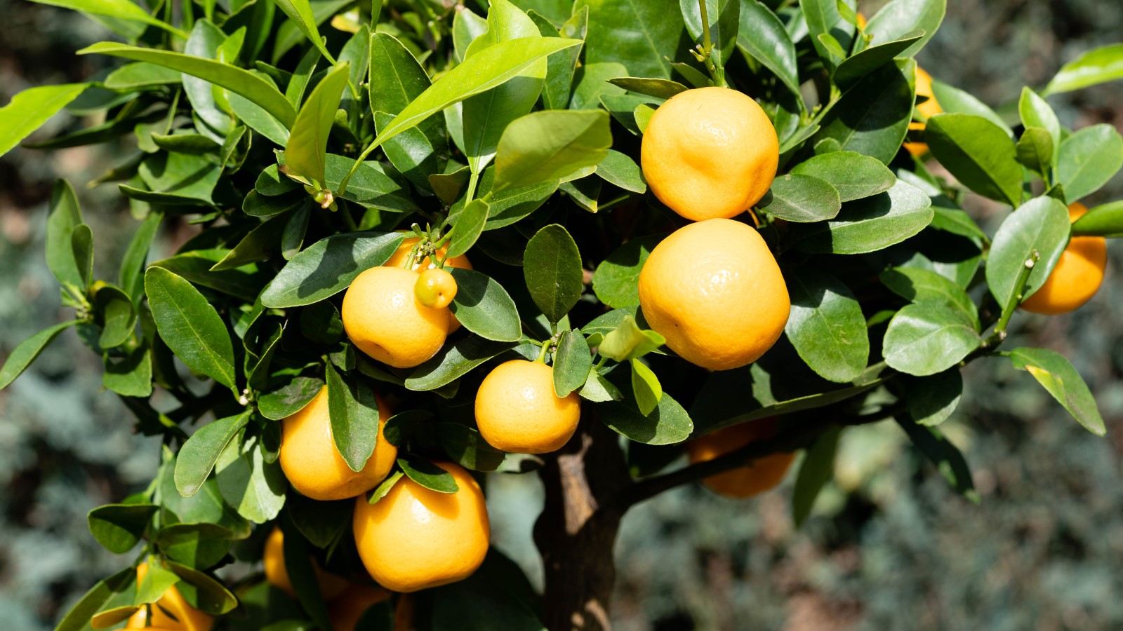 A tree branch, abundant with ripe oranges and lush green leaves, stands as a reminder that solutions to the cost of gardening crisis are within reach.