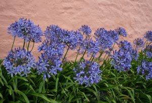 Agapanthus 'Seastorm' PBR in a 6" pot blooms against a textured pink wall, evoking the serenity of gentle waves meeting vibrant lilac blossoms.