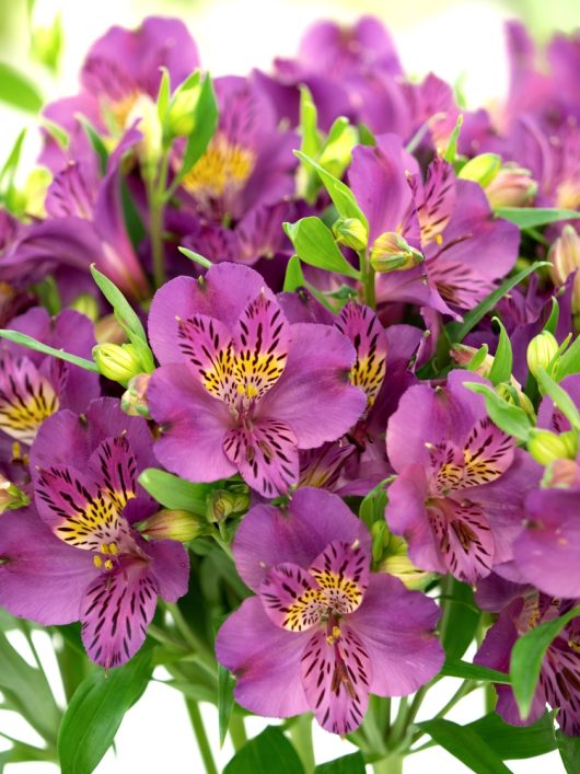 An arrangement of colorful Alstroemeria 'Louise' Peruvian Lily flowers, displaying vivid purple petals with yellow and dark center markings, set amidst green foliage in a 7" pot.