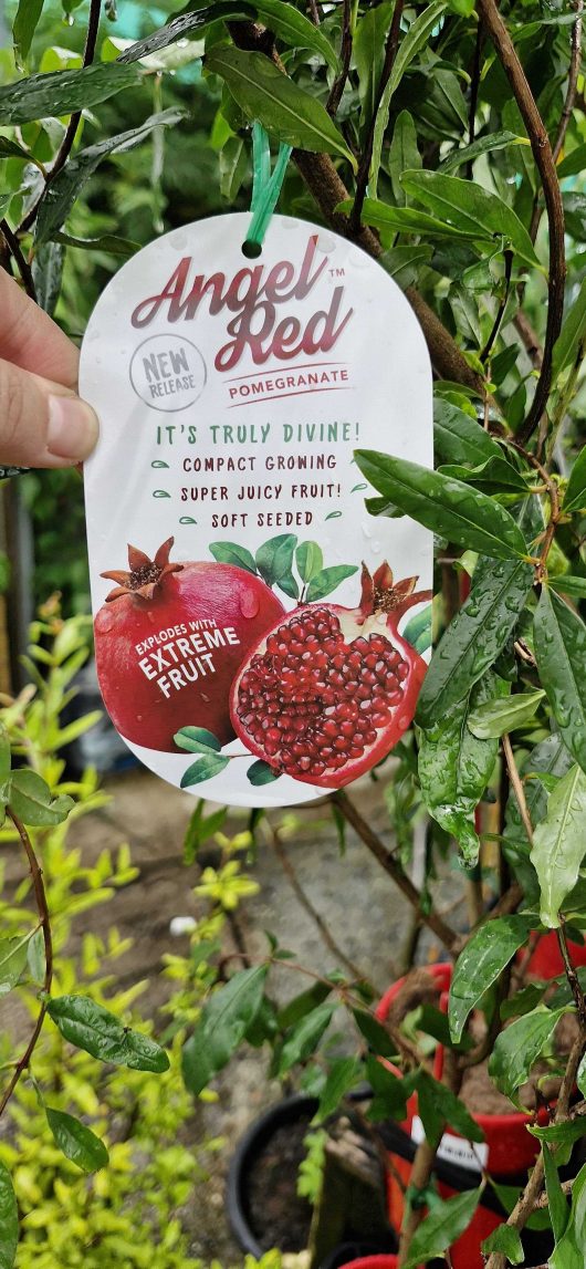 A hand holds a tag labeled "Punica 'Angel Red' Pomegranate 7" Pot," featuring vibrant illustrations against a leafy backdrop. The text emphasizes compact growth, irresistible juiciness, and soft seeds, ideal for cultivation in a 7-inch pot.