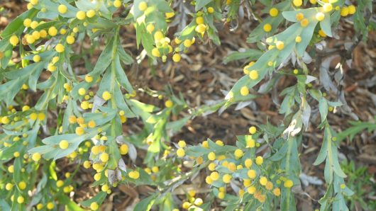 Close-up of an Acacia glaucoptera 'Flat Wattle' in an 8" pot, featuring green leaves and clusters of small, round yellow flowers blooming across its foliage.