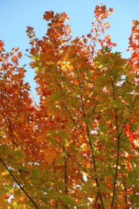 The orange and green autumn leaves of the Acer 'Jeffers Red' Maple create a striking contrast against a clear blue sky.