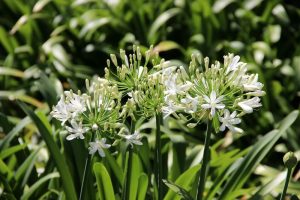 Close-up of Agapanthus 'Snowball' flowers in full bloom, resembling snowballs, and surrounded by lush green foliage.