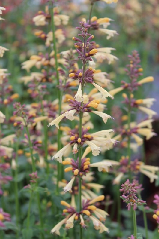 Tall flowering plant with clusters of pale yellow trumpet-shaped blooms and purple stems surrounded by green foliage.