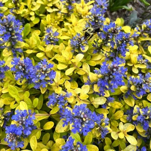 A bumblebee flits among vibrant Ajuga Feathered Friends™ 'Cordial Canary' blooms, showcasing their blue petals contrasted against yellow-green foliage in a garden setting, while its feathered friends chirp merrily from the nearby branches.