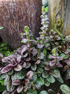 In a garden setting, the Ajuga Feathered Friends™ 'Noble Nightingale' in a 6" pot enchants with its purple and green foliage, highlighted by tall, elegant purple flower spikes. The scene is beautifully complemented by a textured, rust-colored ceramic pot, with a wooden post adding charm in the background.